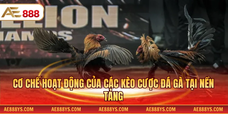 Có chế hoạt động của các kèo cược đá gà tại nền tảng