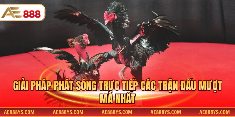 Giải pháp phát sóng trực tiếp các trận đấu mượt mà nhất