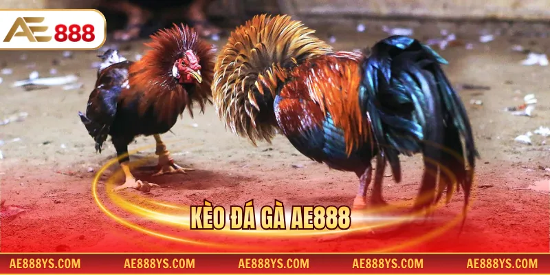 Kèo đá gà AE888
