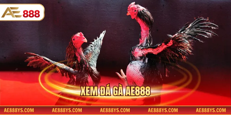 Xem đá gà AE888